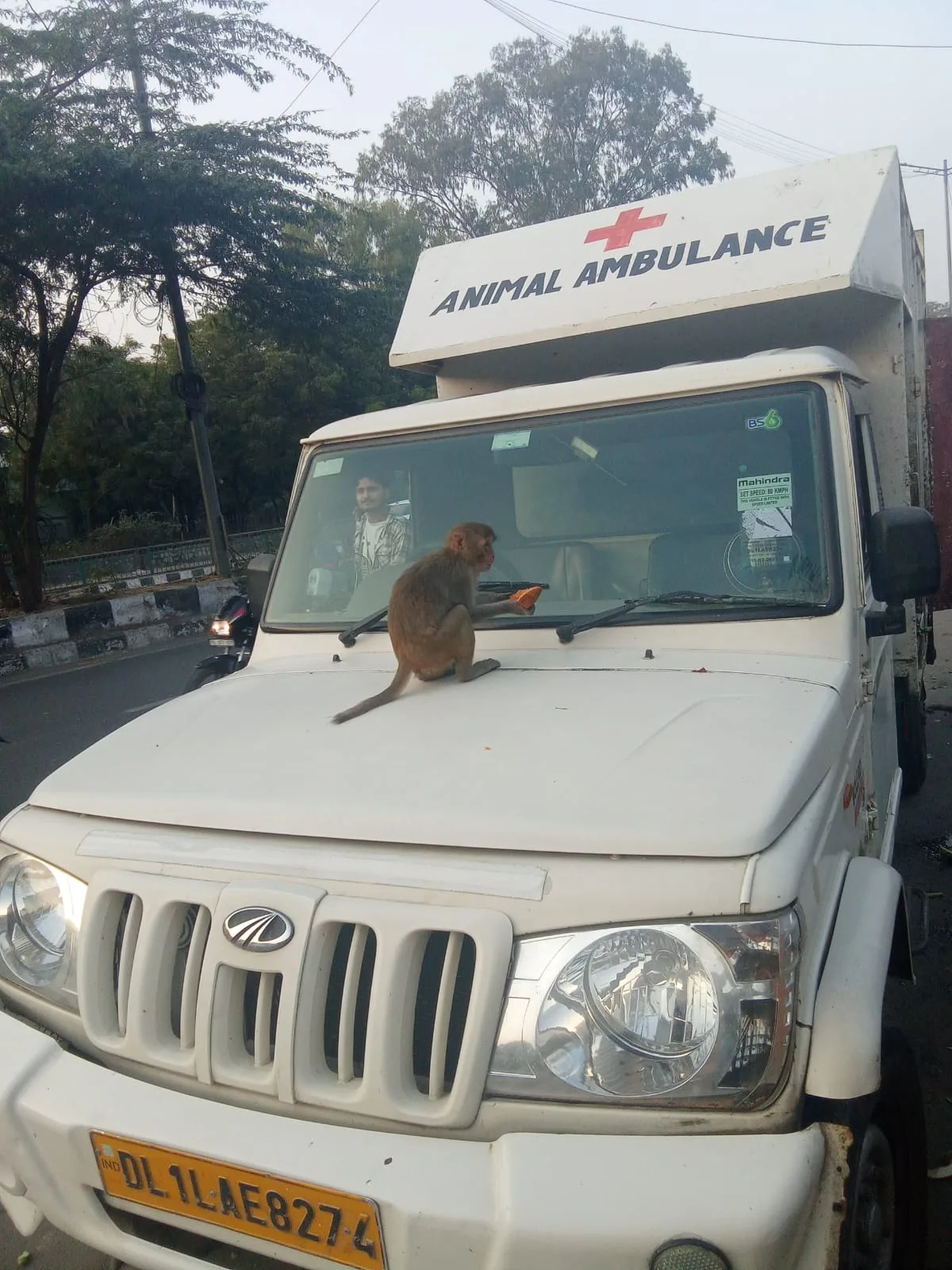 Wings and Tails Foundation| Animal NGO in Delhi