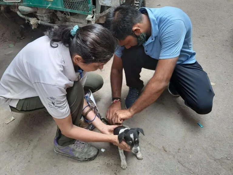 Wings and Tails Foundation| Animal NGO in Delhi