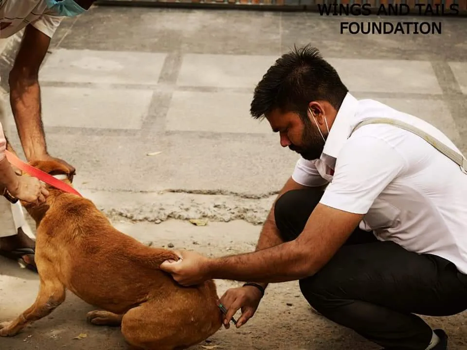 Wings and Tails Foundation| Animal NGO in Delhi
