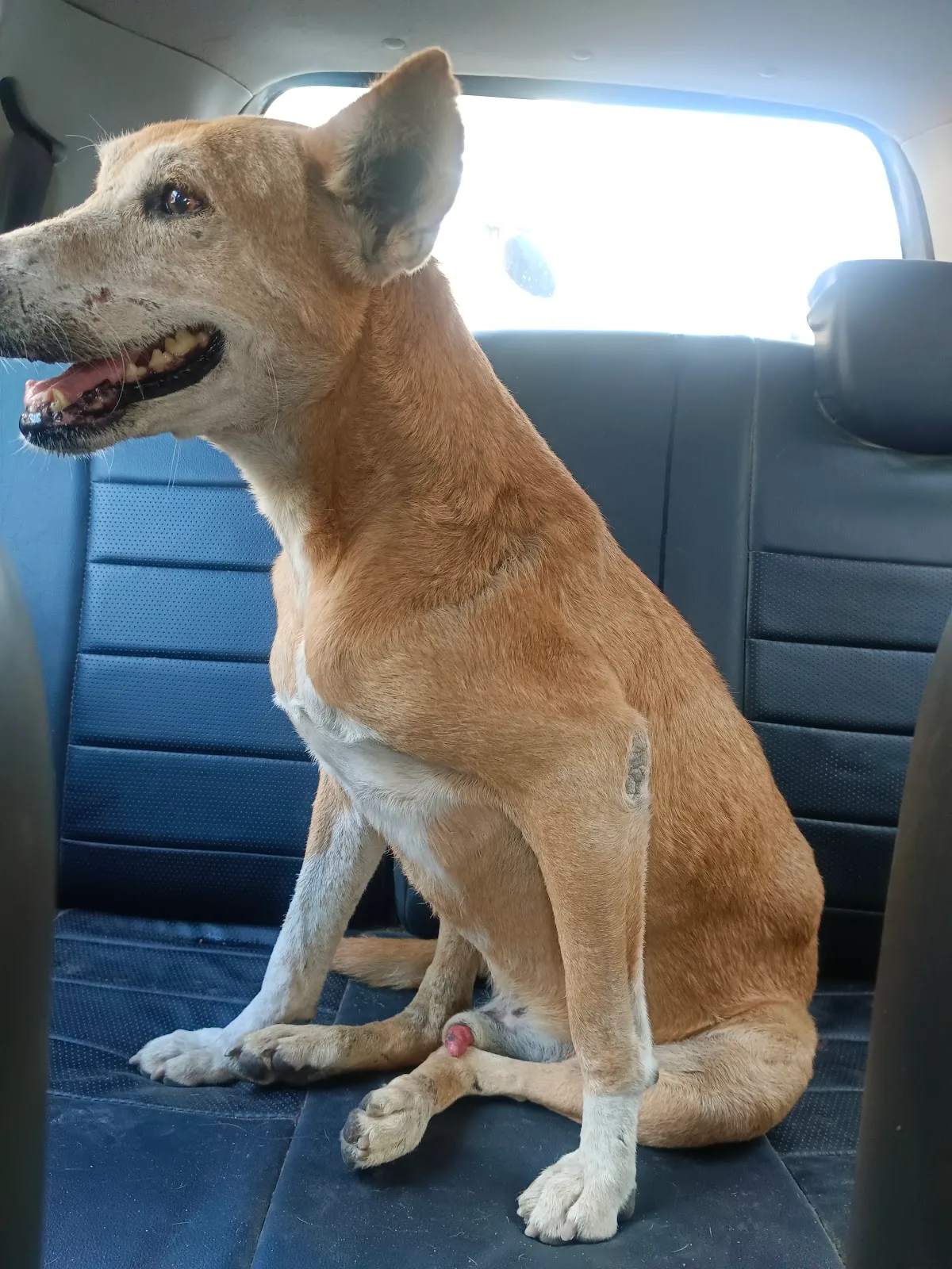 Wings and Tails Foundation| Animal NGO in Delhi