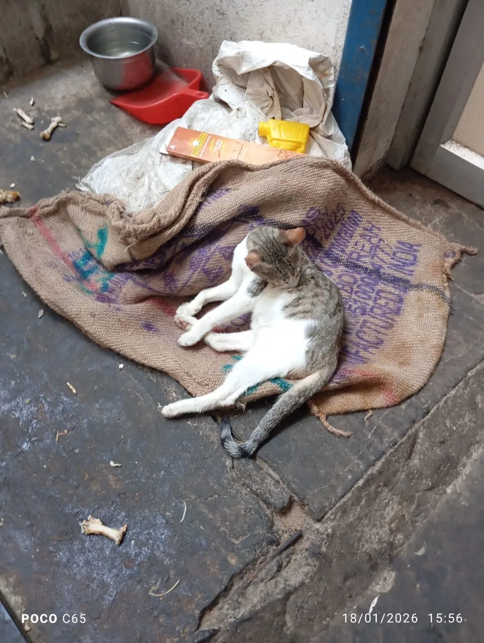 Heaven For Animals NGO office