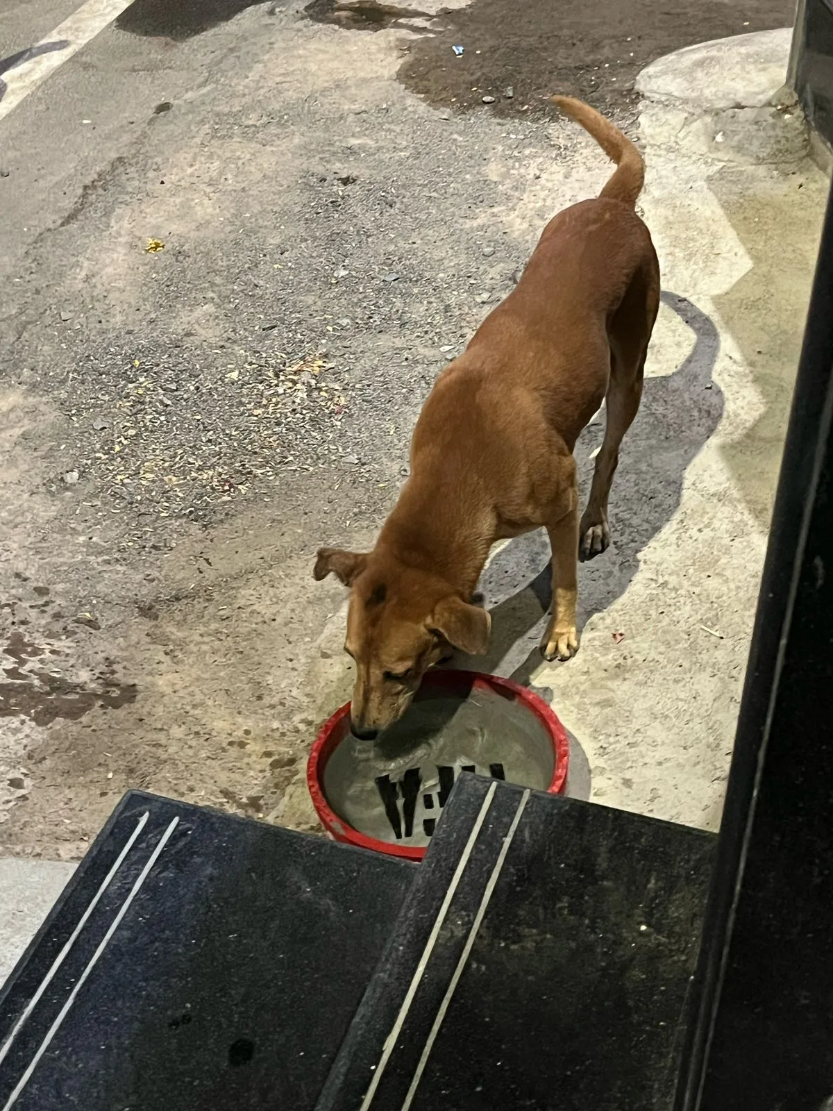 Heaven For Animals NGO office