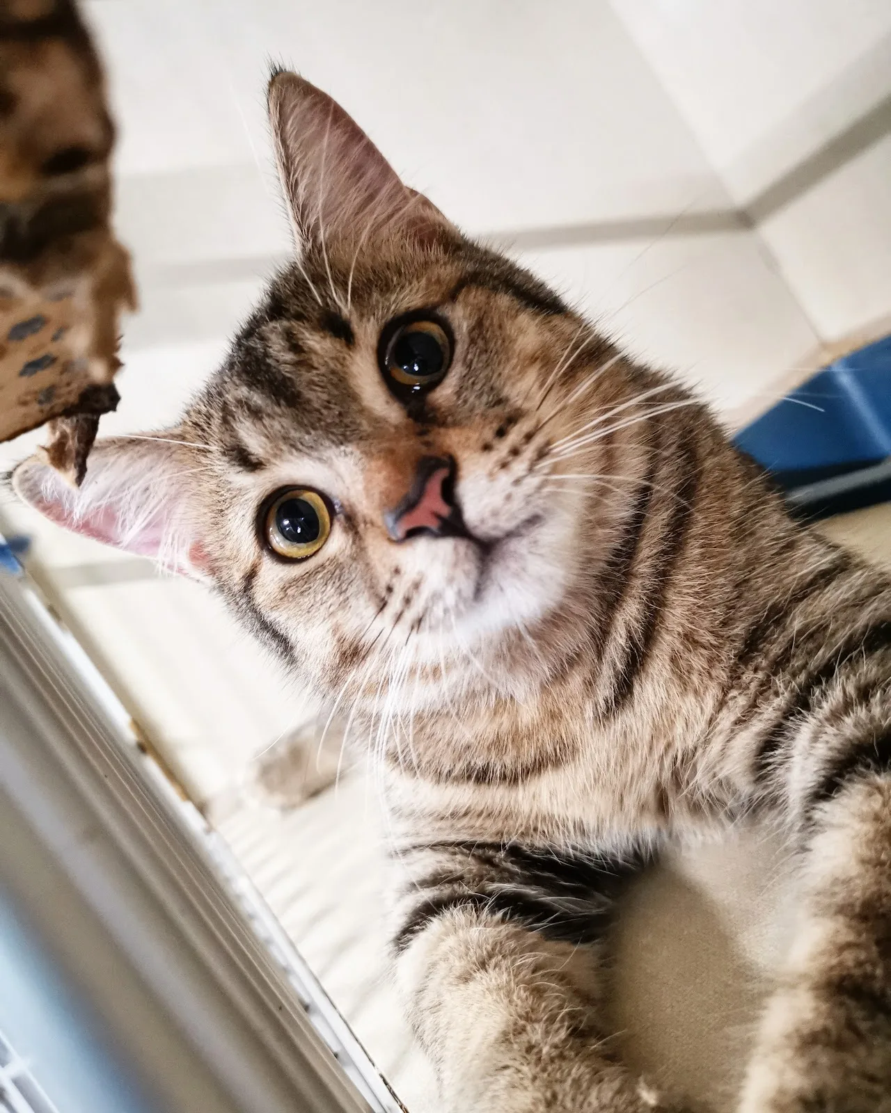 Society for the Prevention of Cruelty to Animals (SPCA)