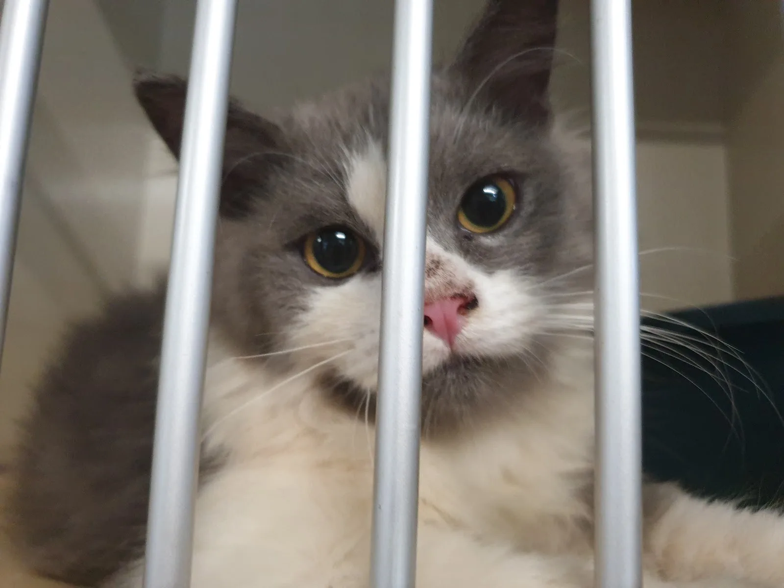 Society for the Prevention of Cruelty to Animals (SPCA)