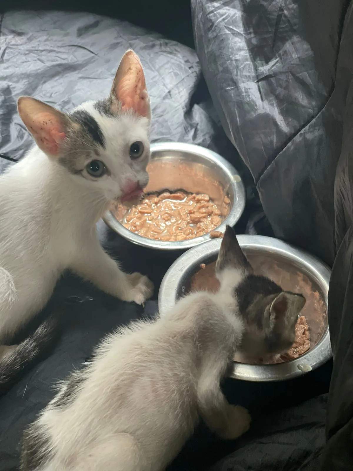Helping Hands Animal Welfare Foundation