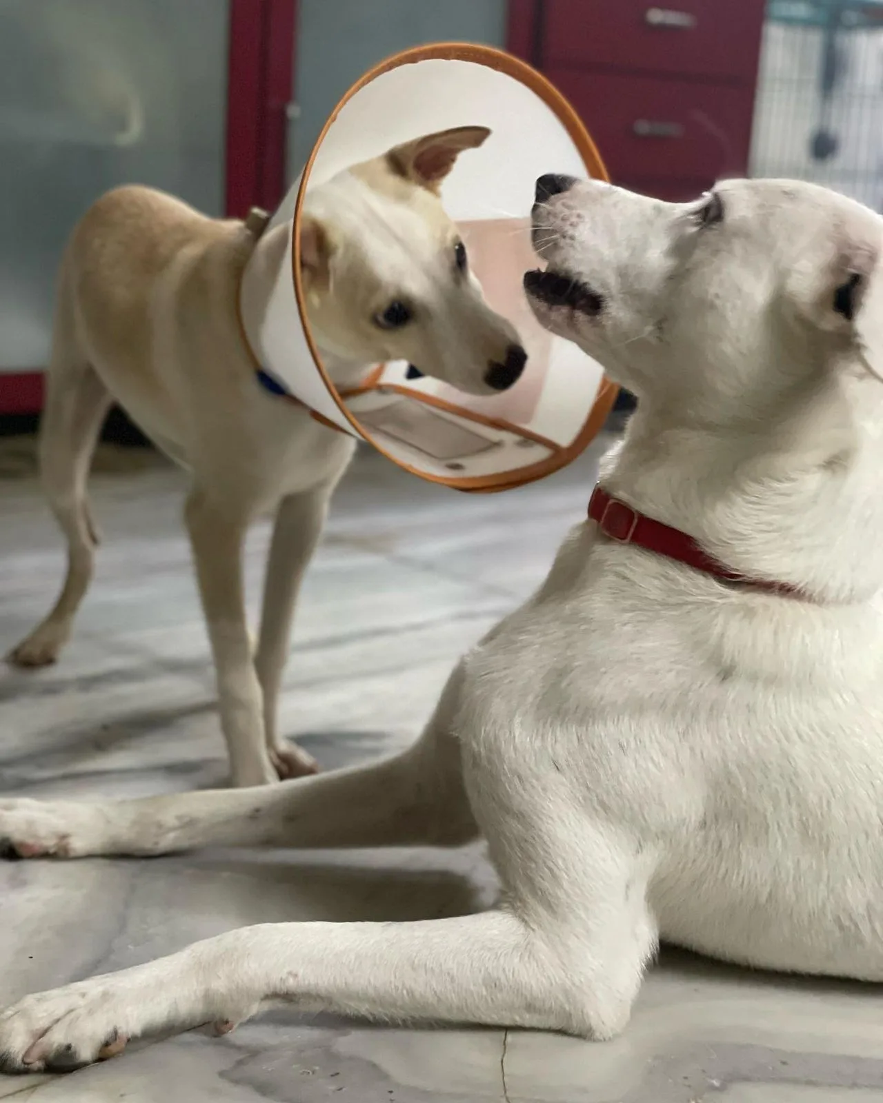 Helping Hands Animal Welfare Foundation