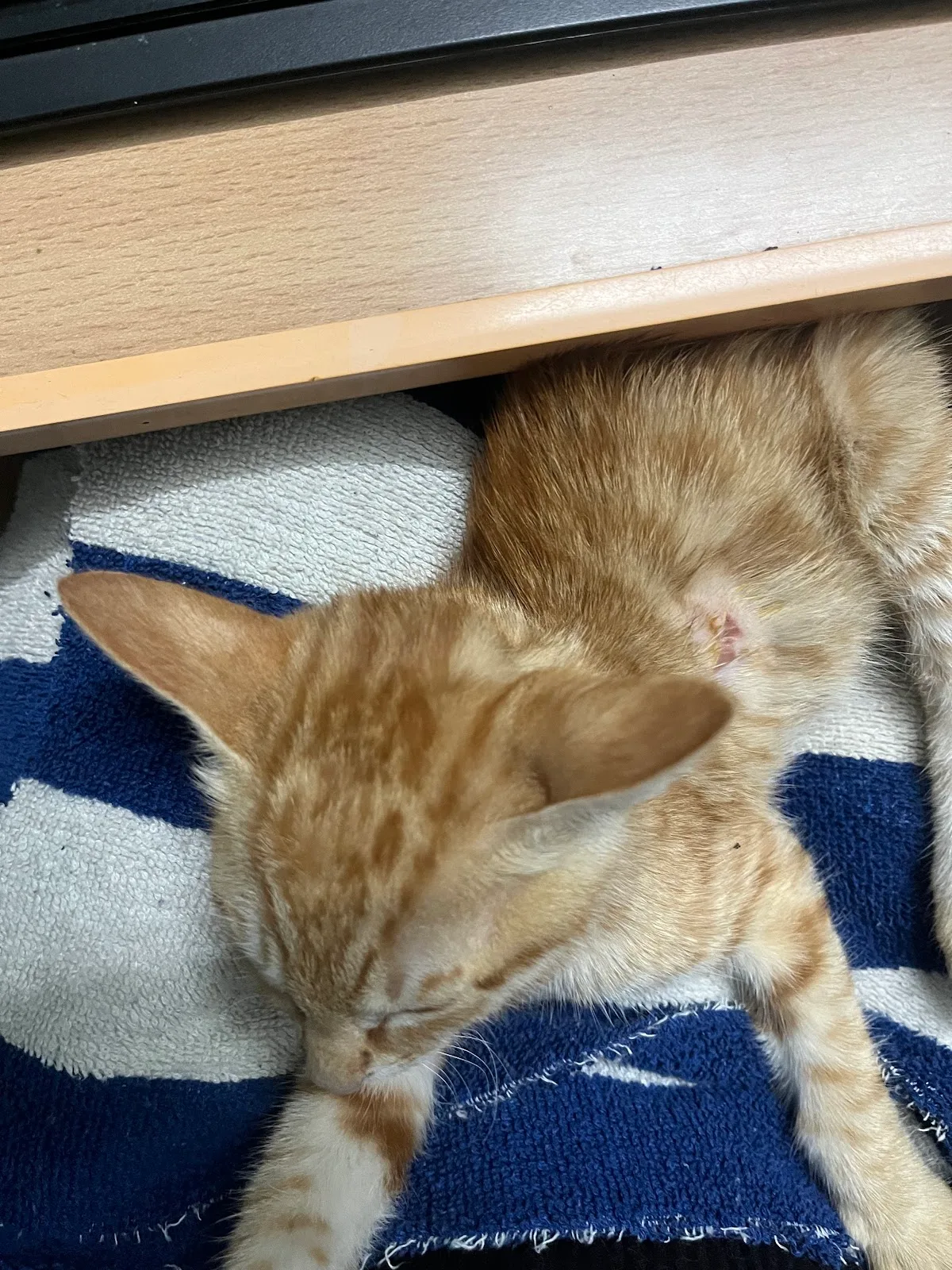 Helping Hands Animal Welfare Foundation