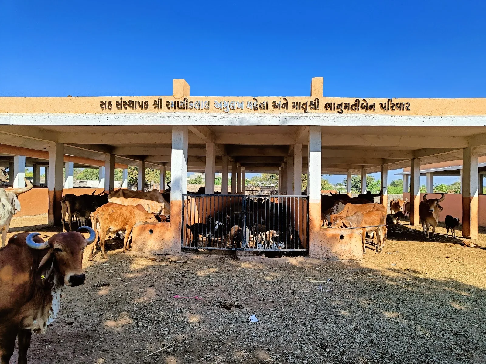 Mota Vadala Gau Seva Rahat Trust