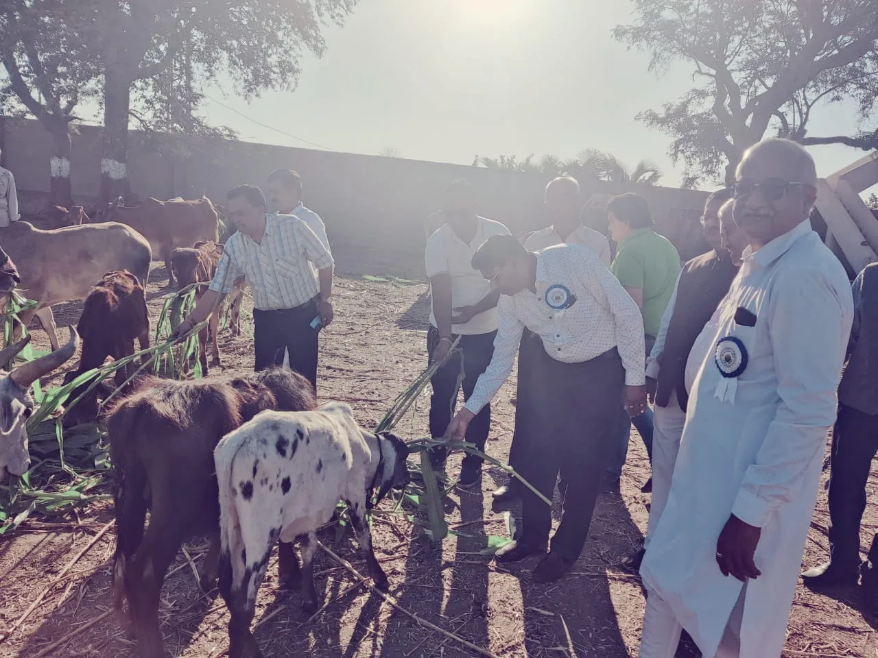 Mota Vadala Gau Seva Rahat Trust