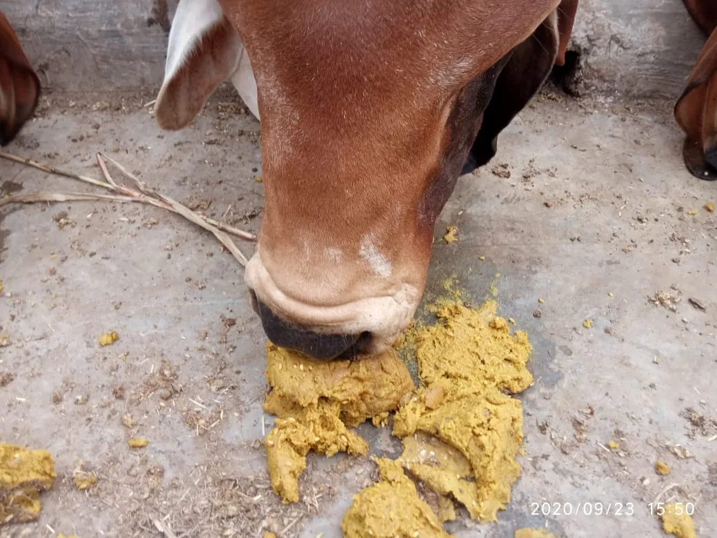 Mota Vadala Gau Seva Rahat Trust