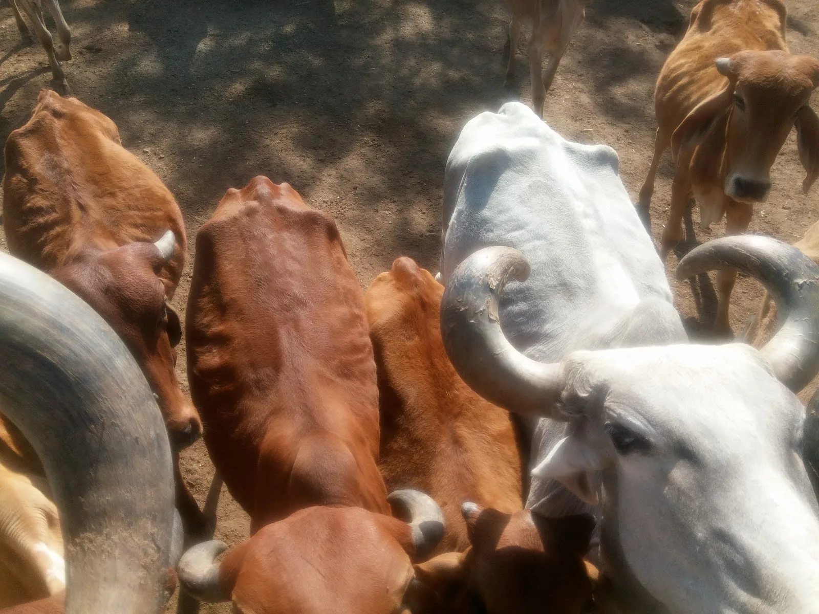 Mota Vadala Gau Seva Rahat Trust