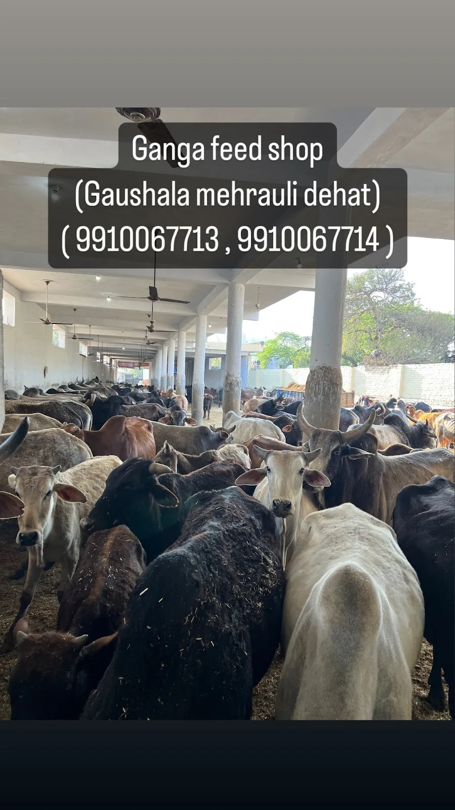 Gaushala mehrauli dehat ( Ganga feed shop ) (Hara chara shop)
