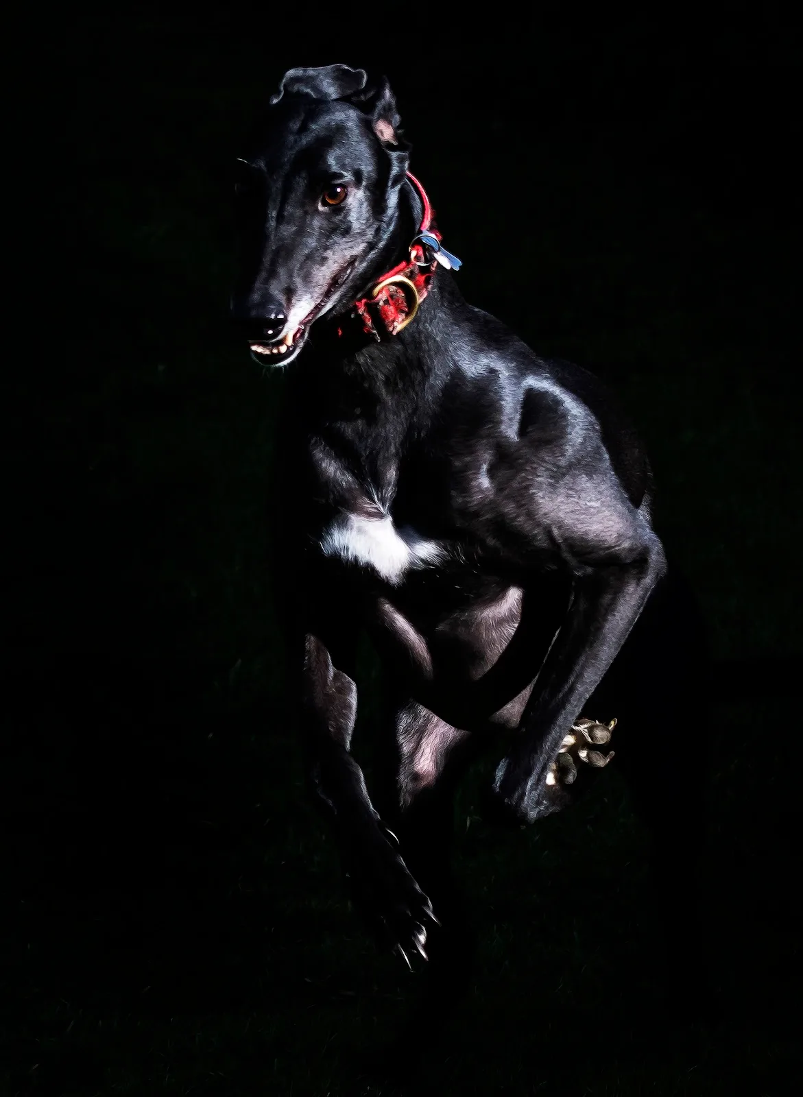 Daybreaks Trust (Greyhound Rescue and Rehoming Charity)