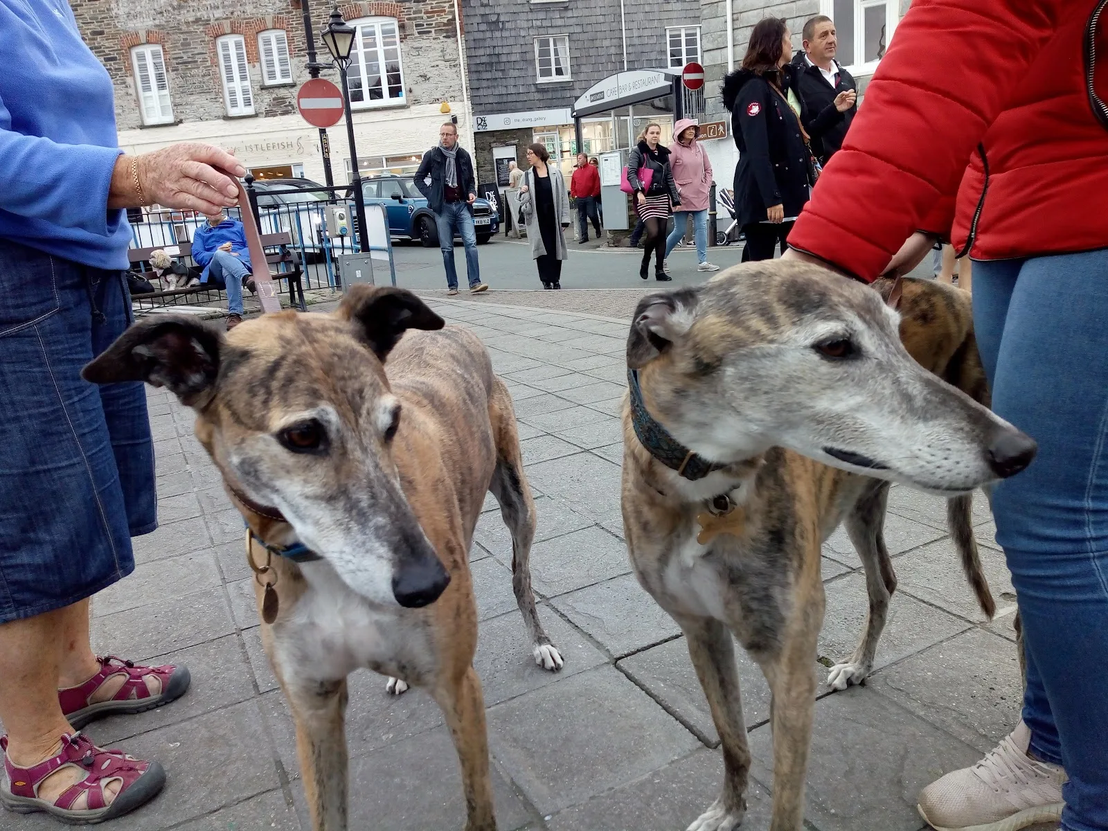Daybreaks Trust (Greyhound Rescue and Rehoming Charity)
