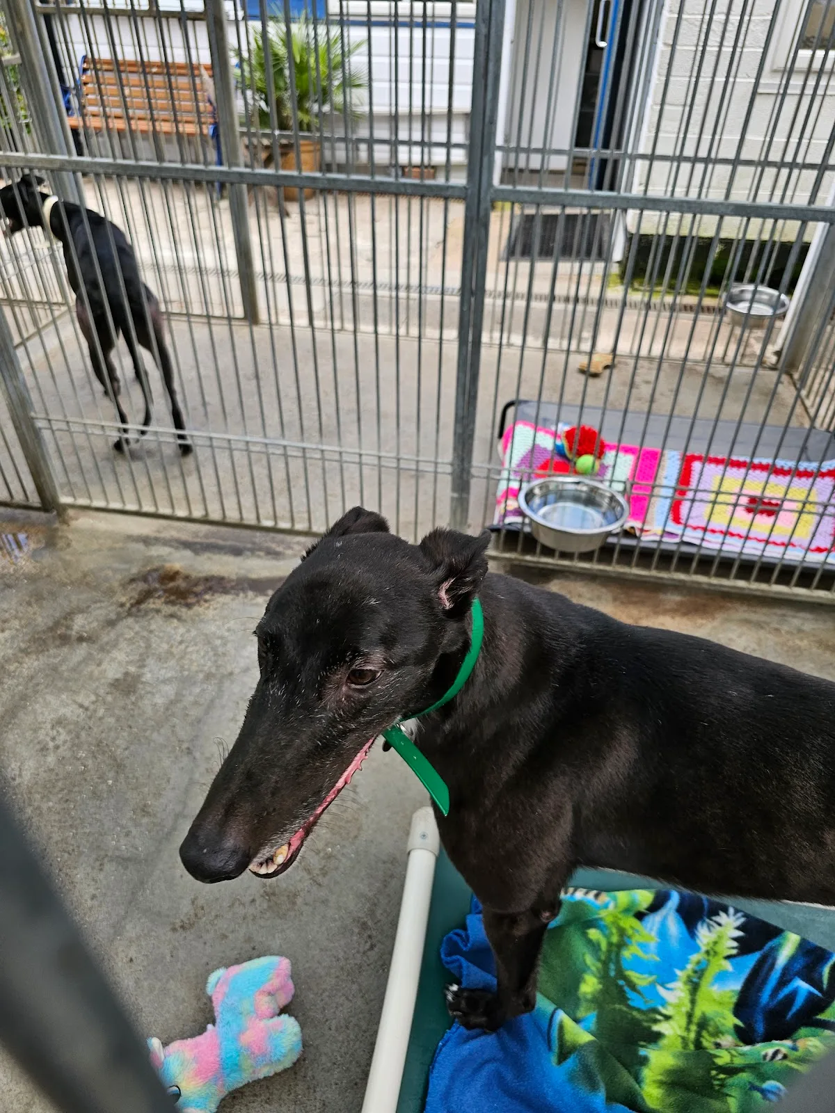Daybreaks Trust (Greyhound Rescue and Rehoming Charity)