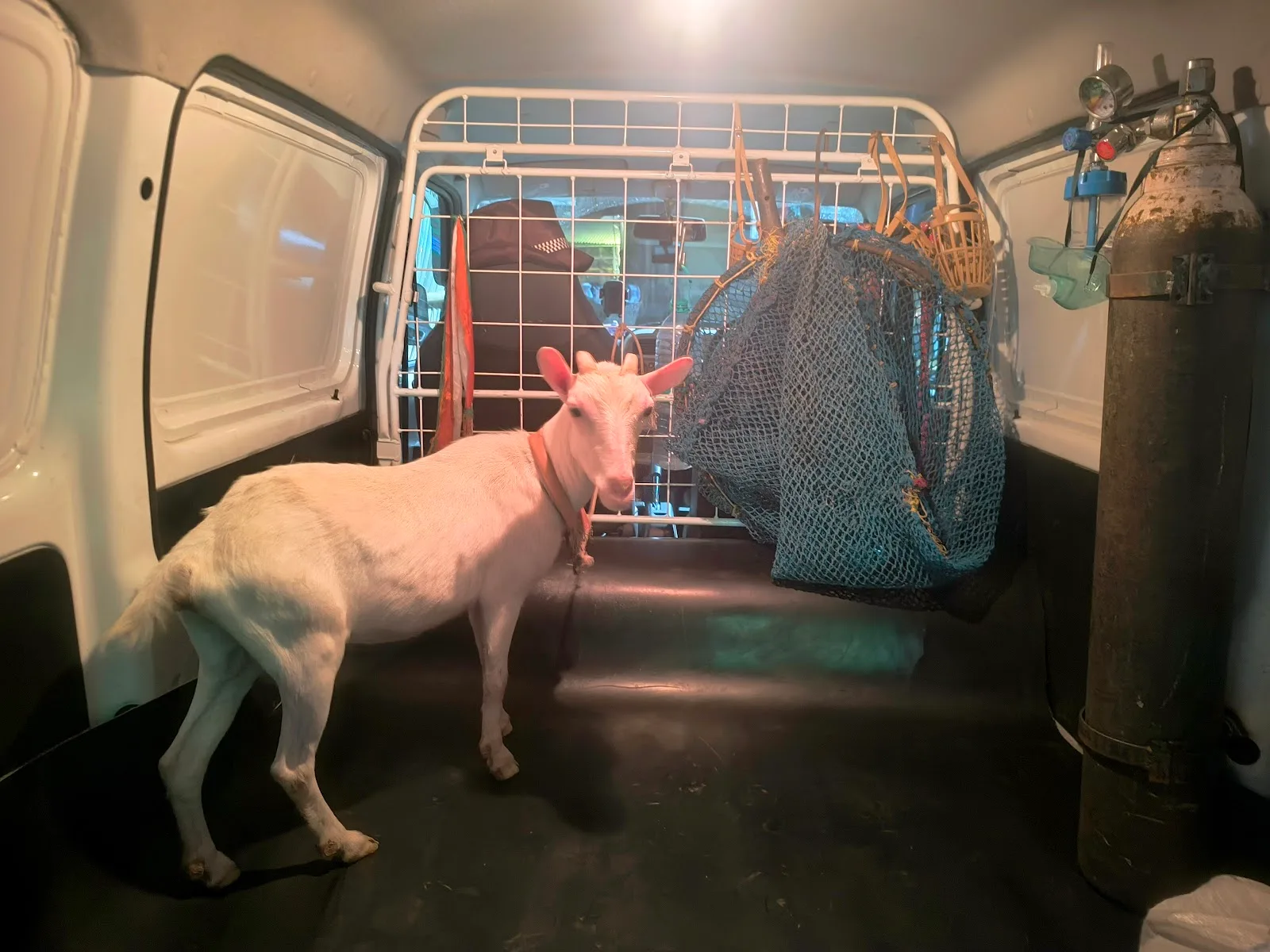 Drant 24/7 pet & animal ambulance service