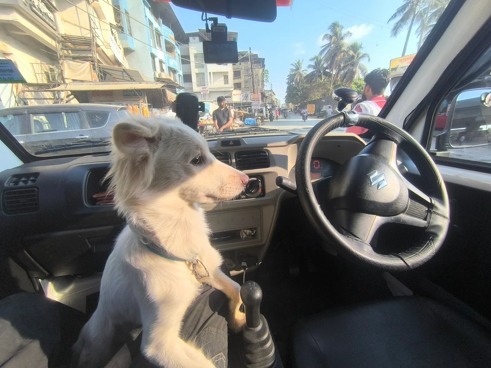 Drant 24/7 pet & animal ambulance service