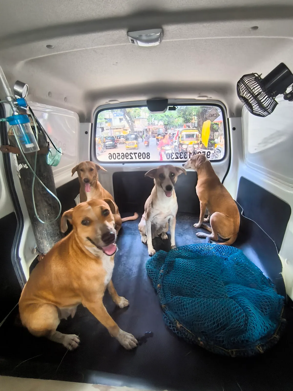 Drant 24/7 pet & animal ambulance service