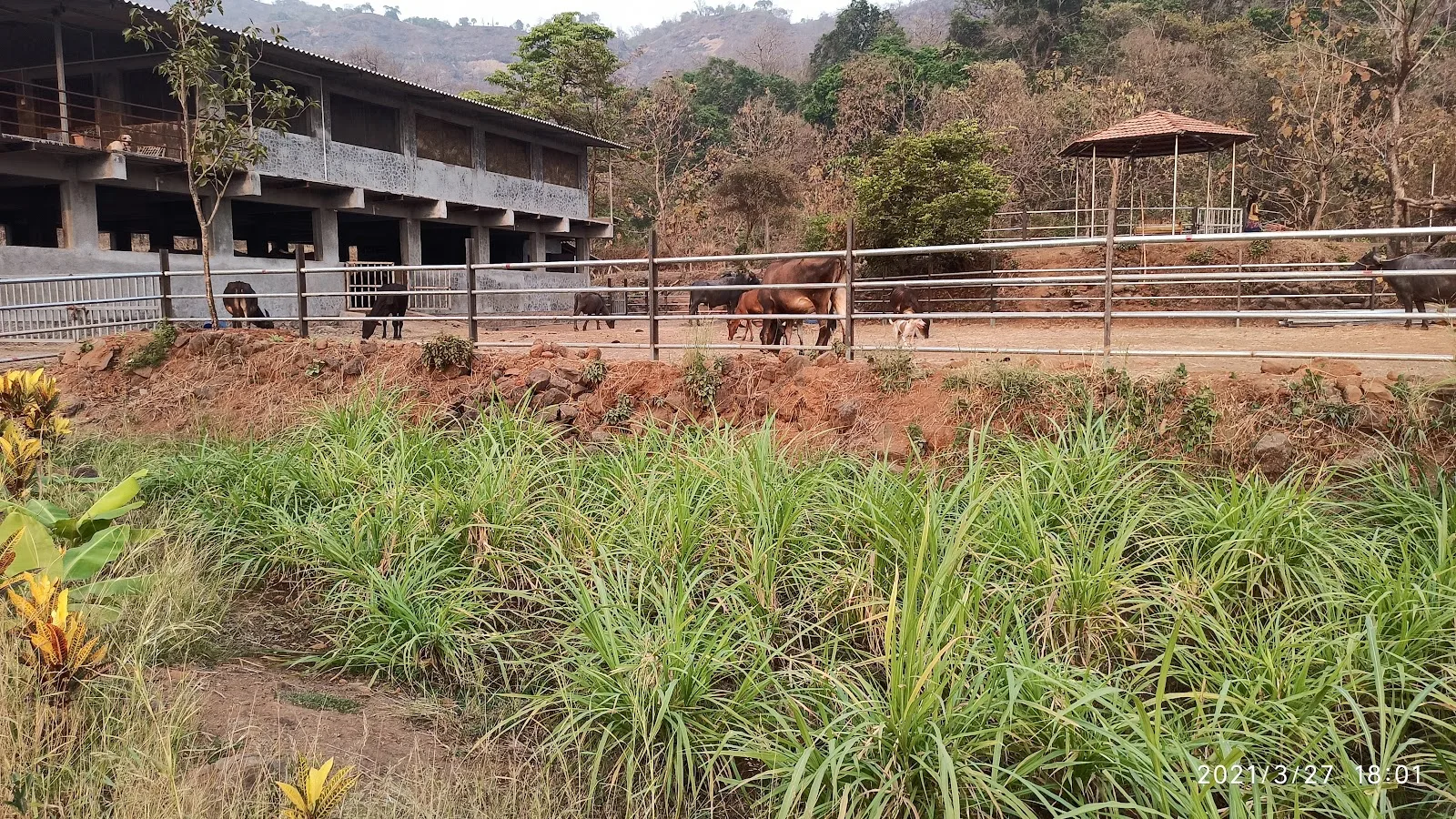 Kalote Animal Trust
