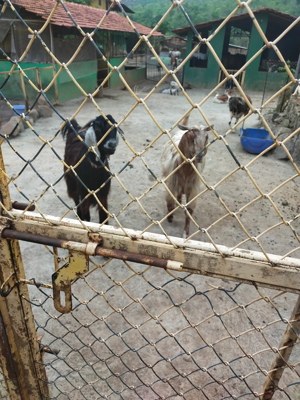 Kalote Animal Trust