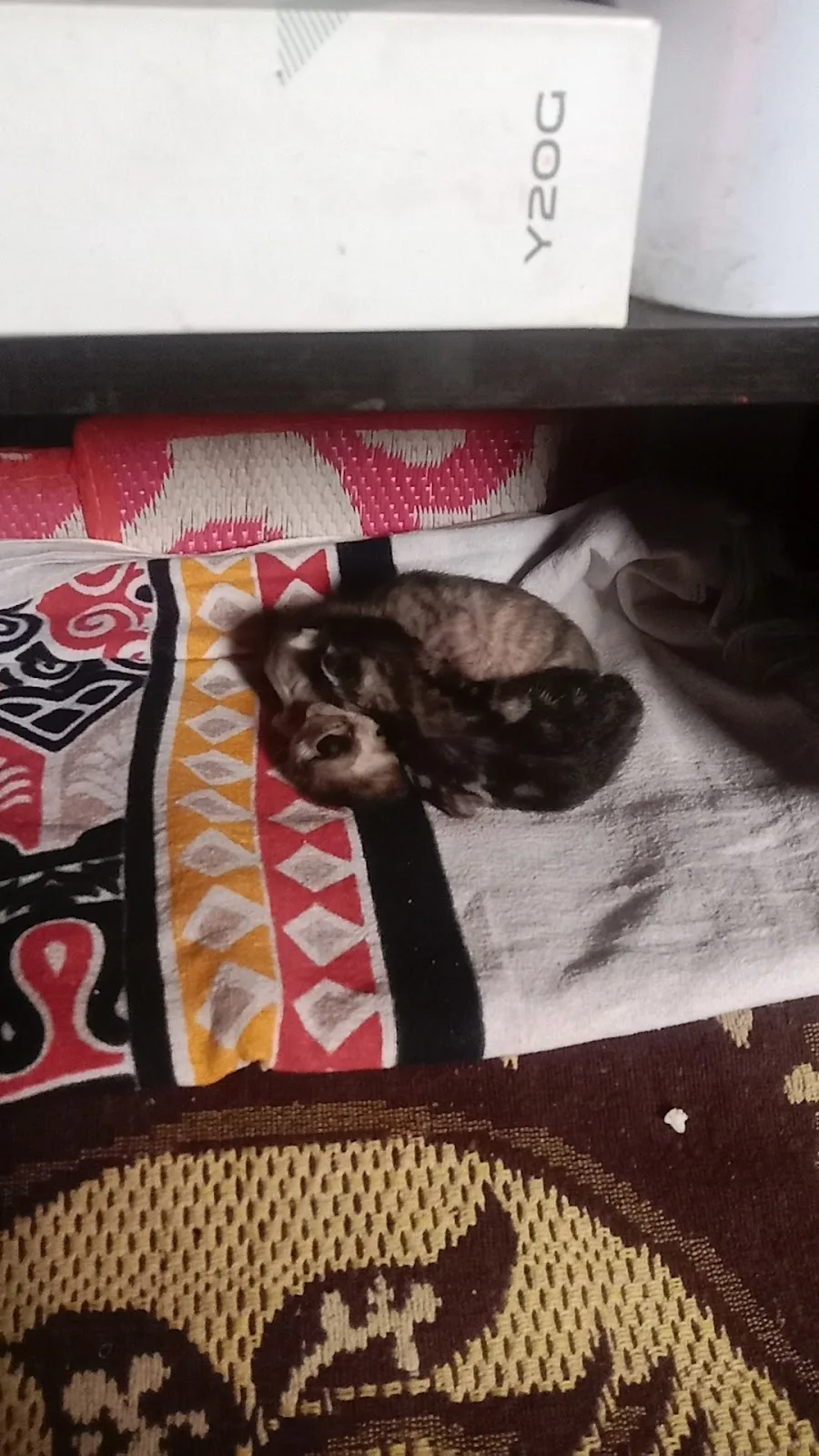 Kalote Animal Trust