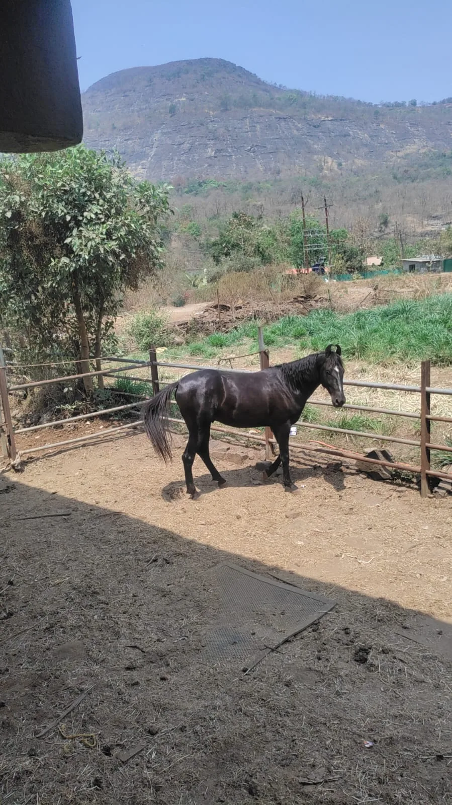 Kalote Animal Trust