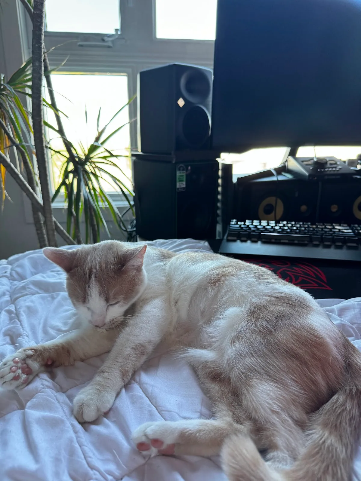 Montreal SPCA