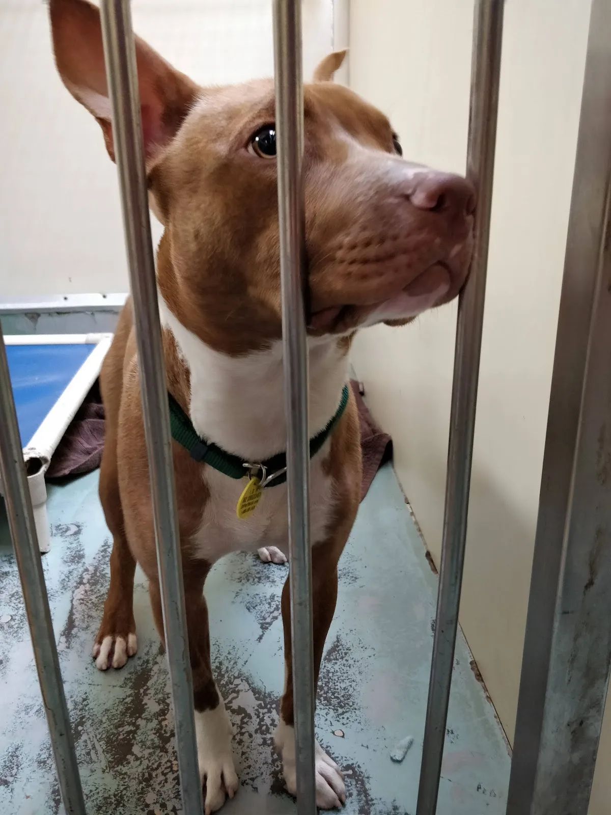 Montreal SPCA