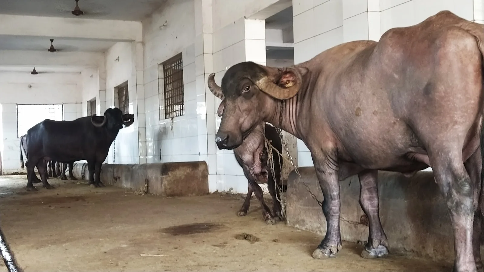 Rajkot Mahajan Panjrapole