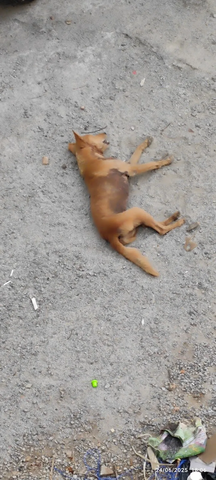 BBMP Rabies Helpline