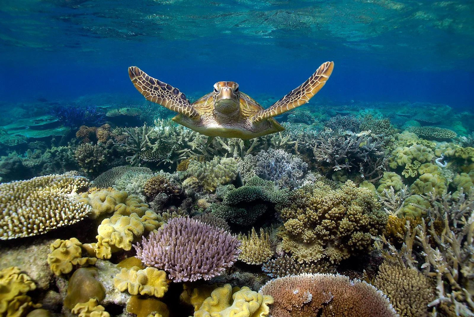 Australian Conservation Foundation