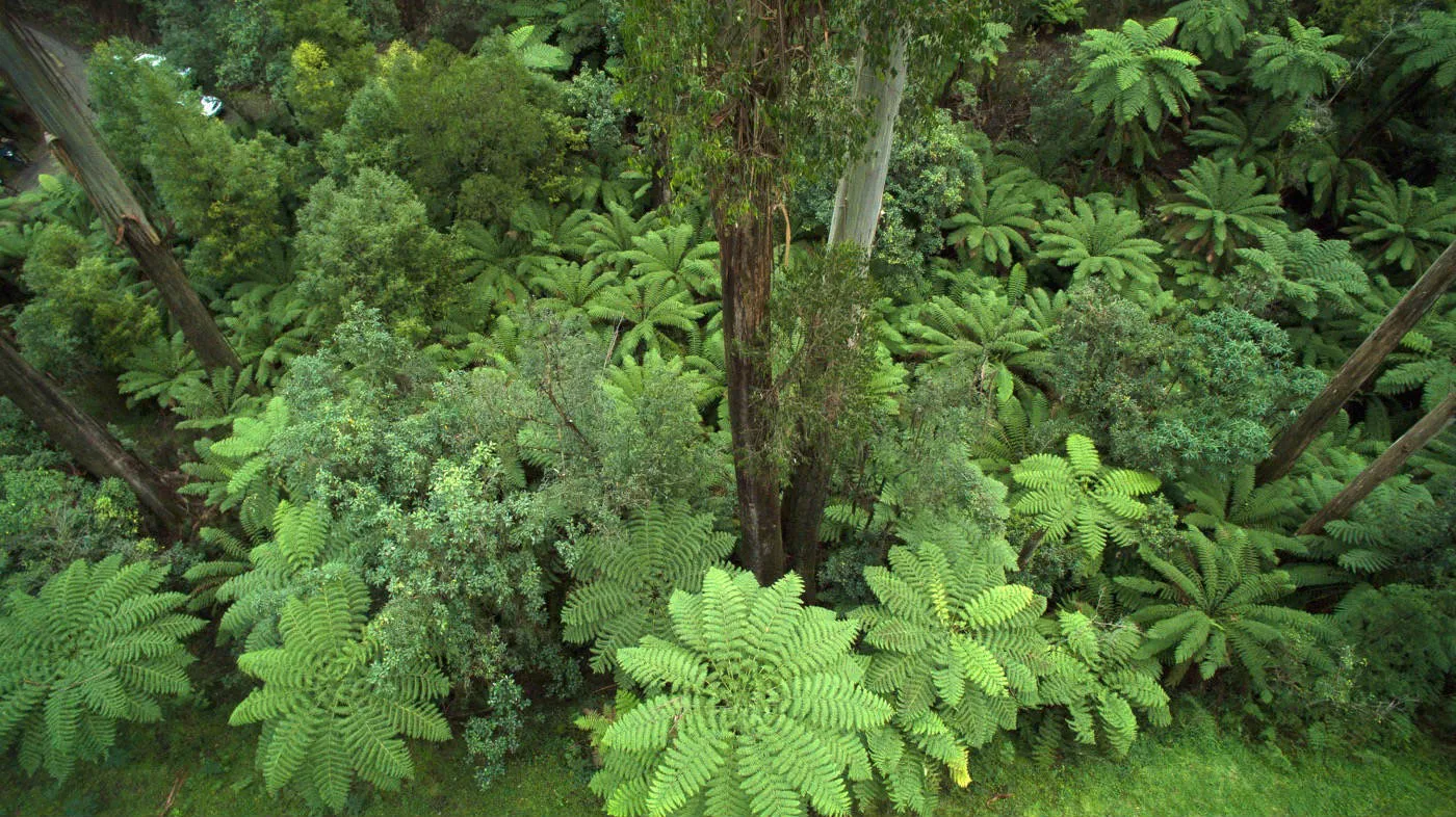 Australian Conservation Foundation