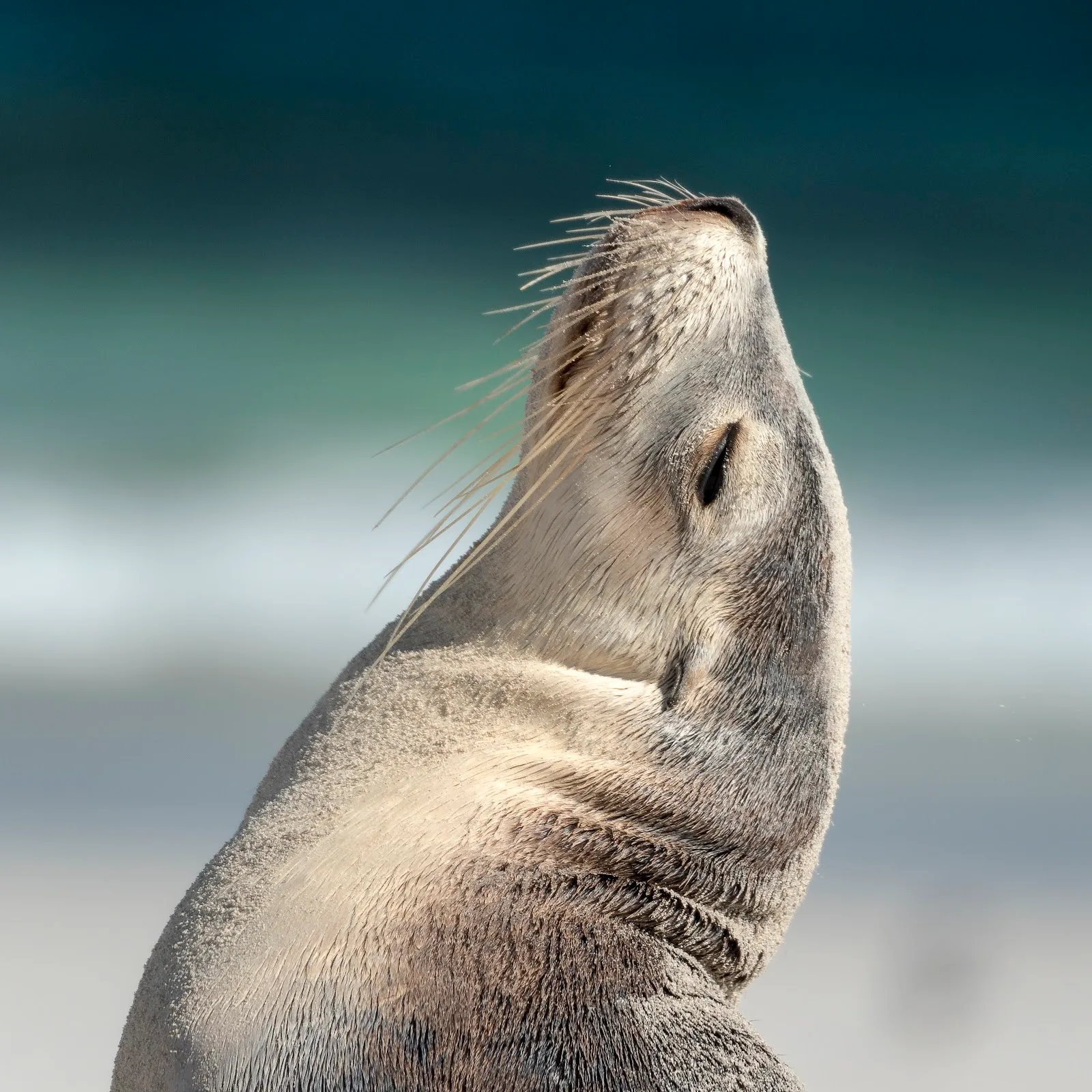Australian Conservation Foundation