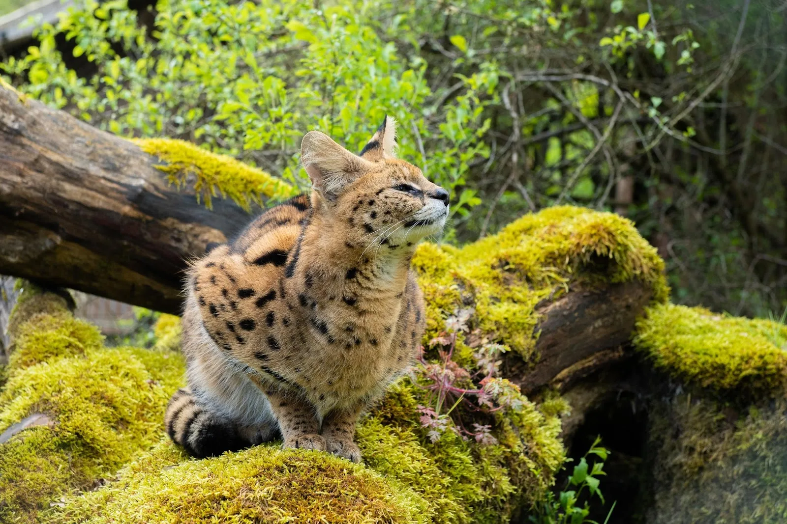 TIERART Wildtierstation