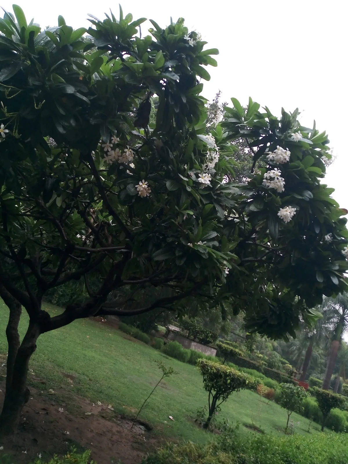 Tabela Park