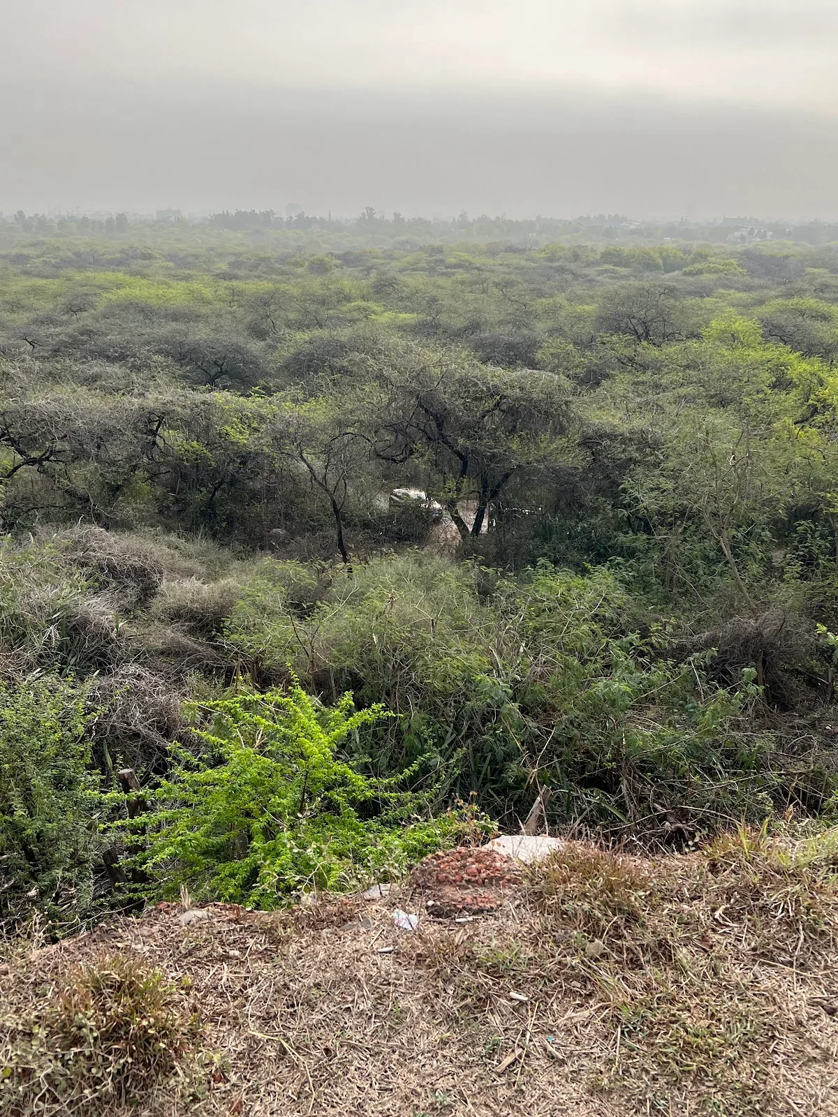 South Part of Central Ridge Forest