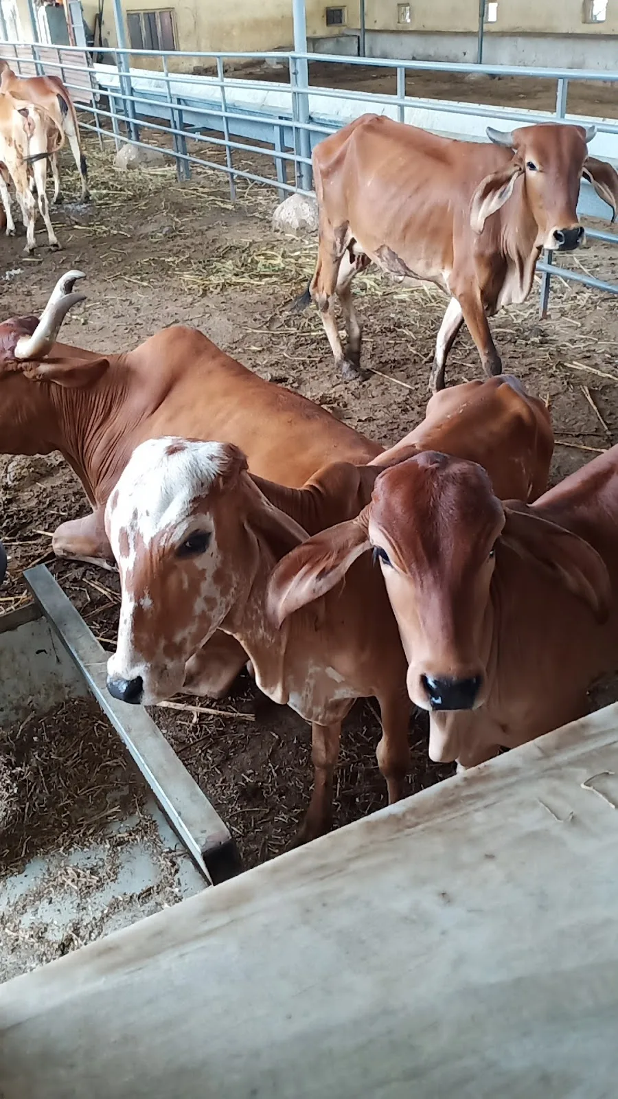 Shree Vrundavan Sarvajanik Trust Gaushala