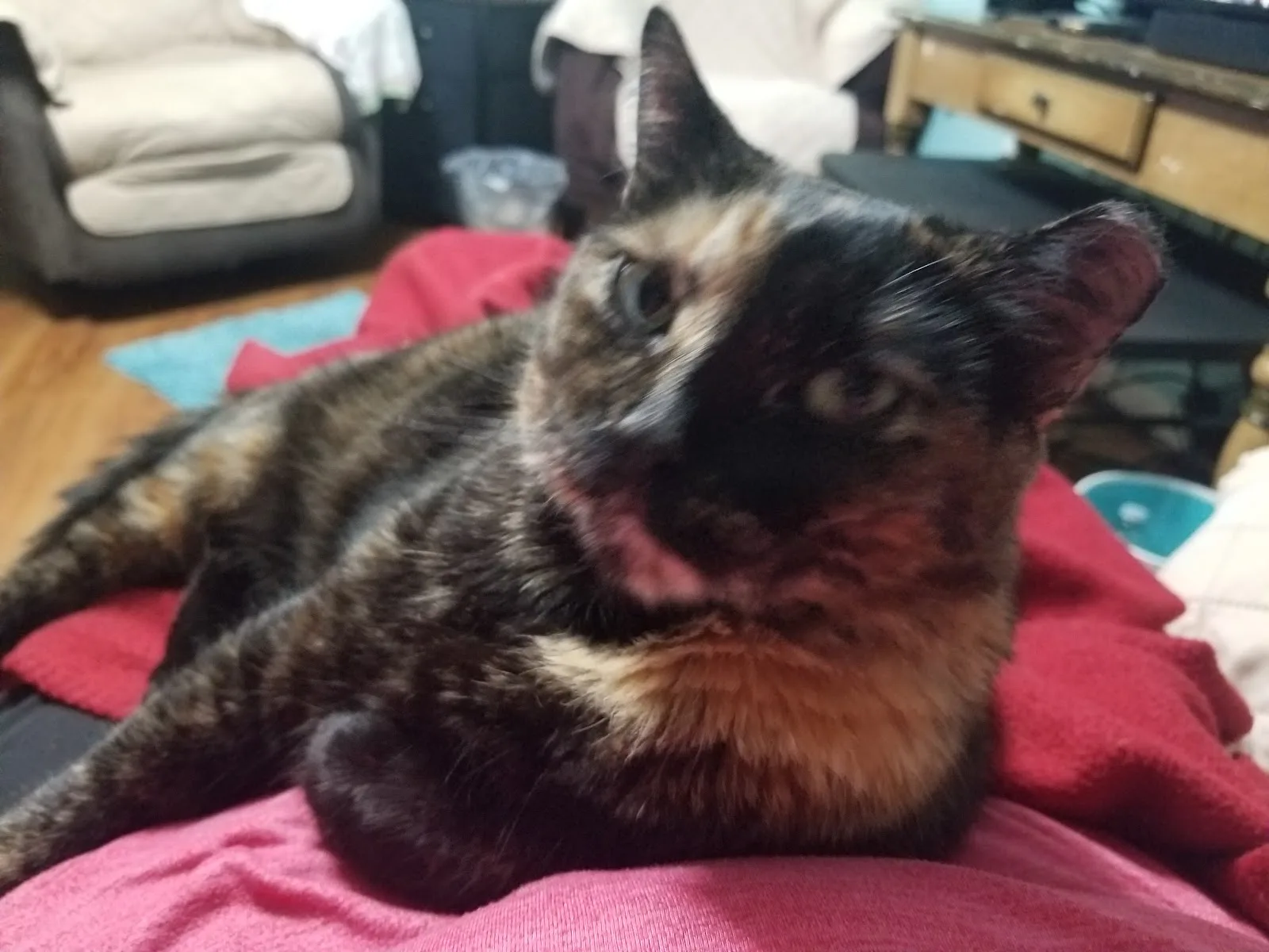 Houston Cares Animal Rescue