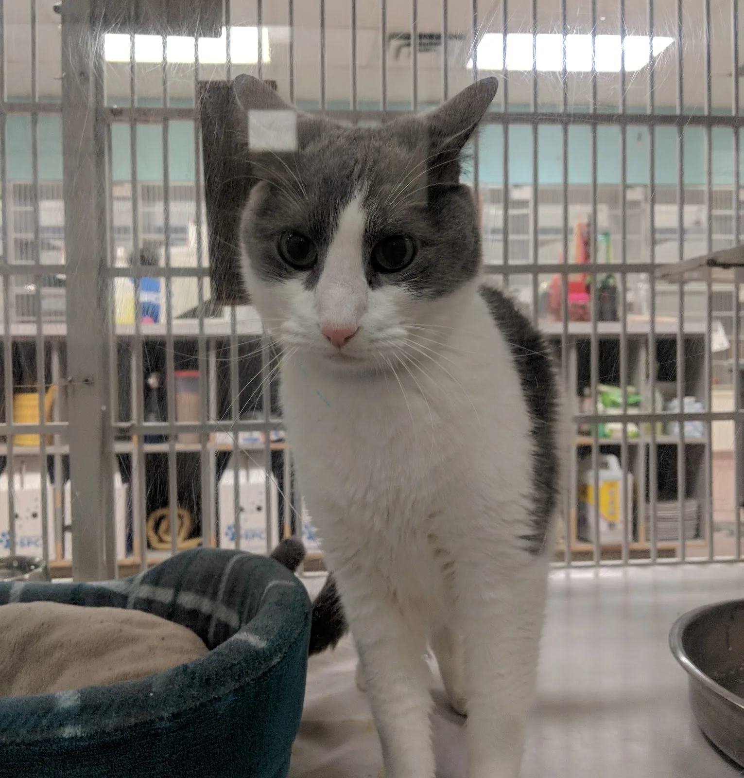 Houston SPCA