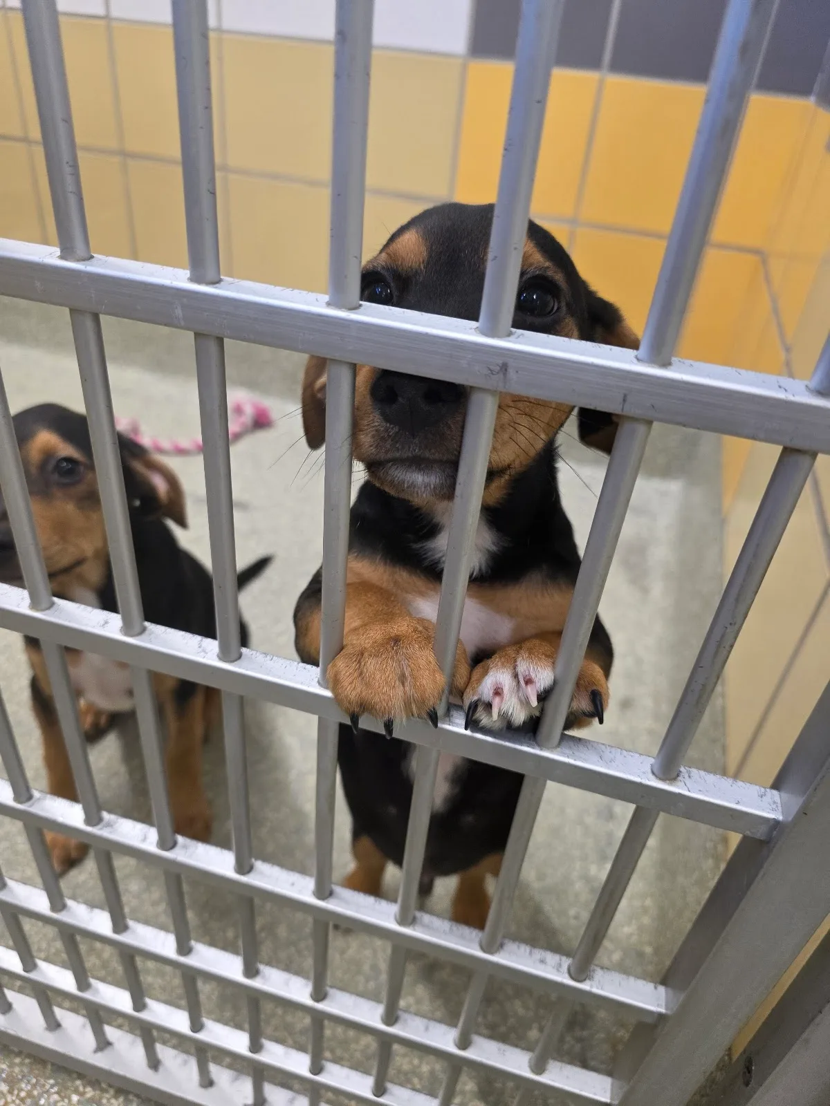 Houston SPCA