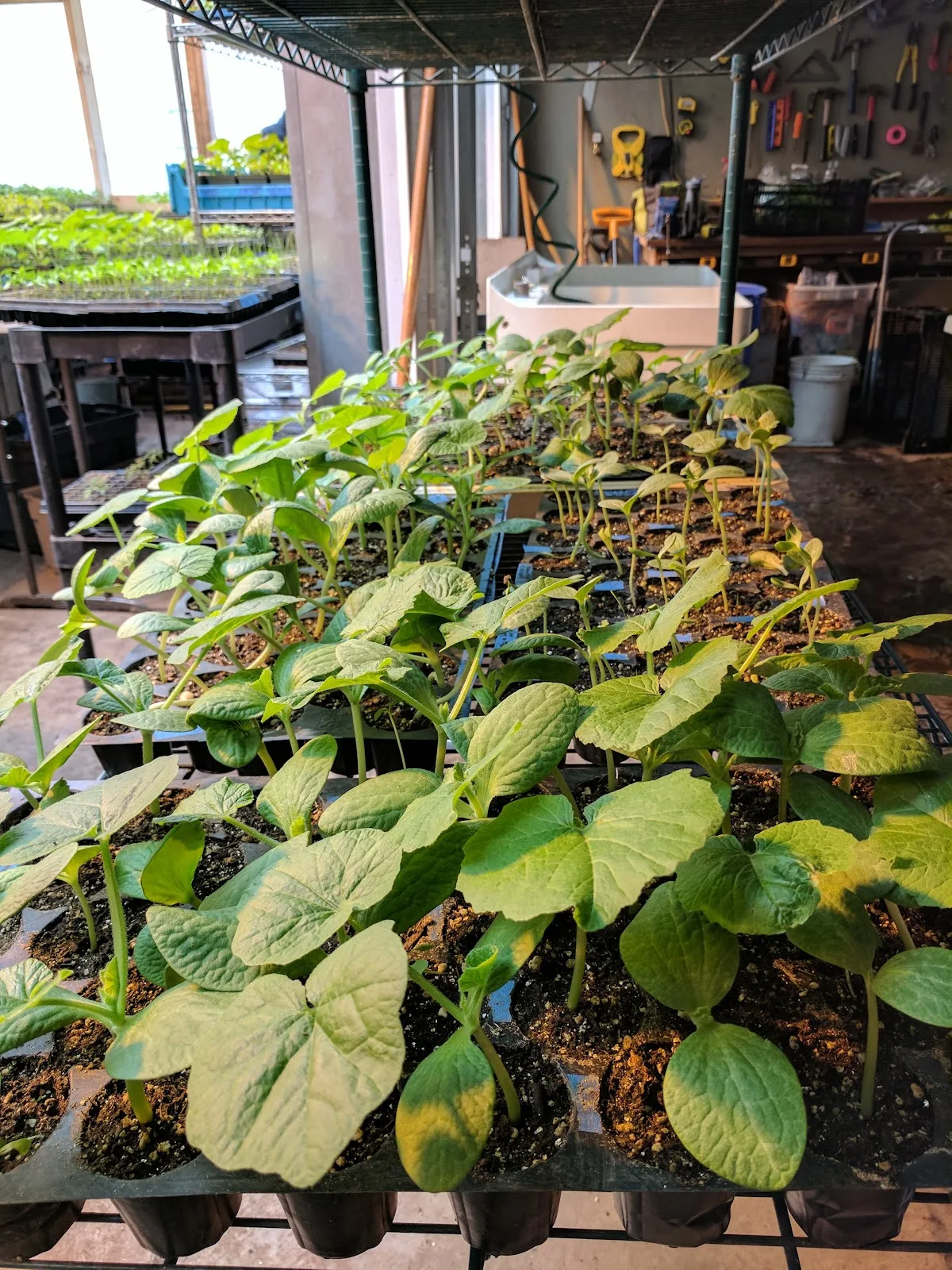 Growing Home Urban Farm