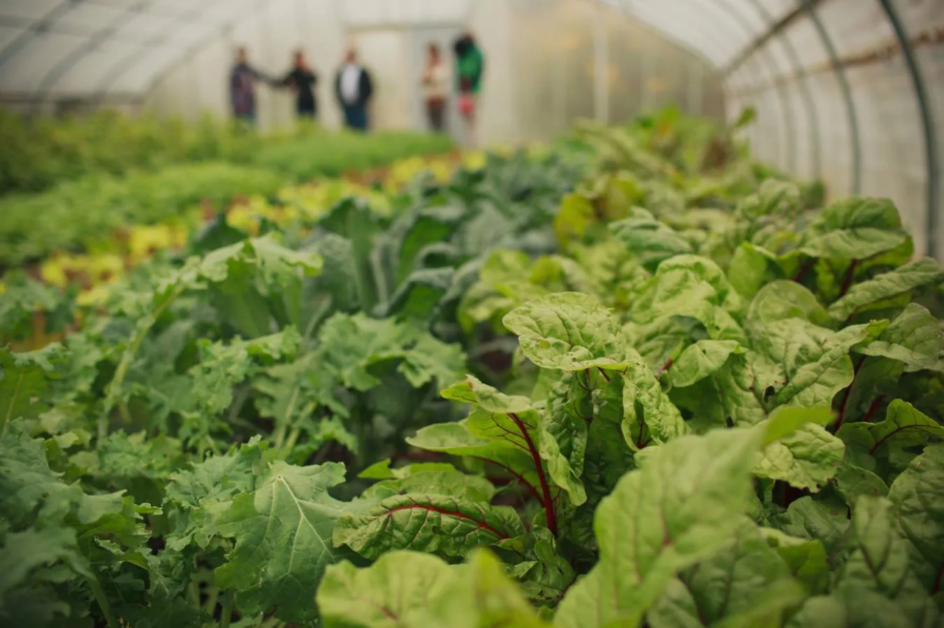 Growing Home Urban Farm