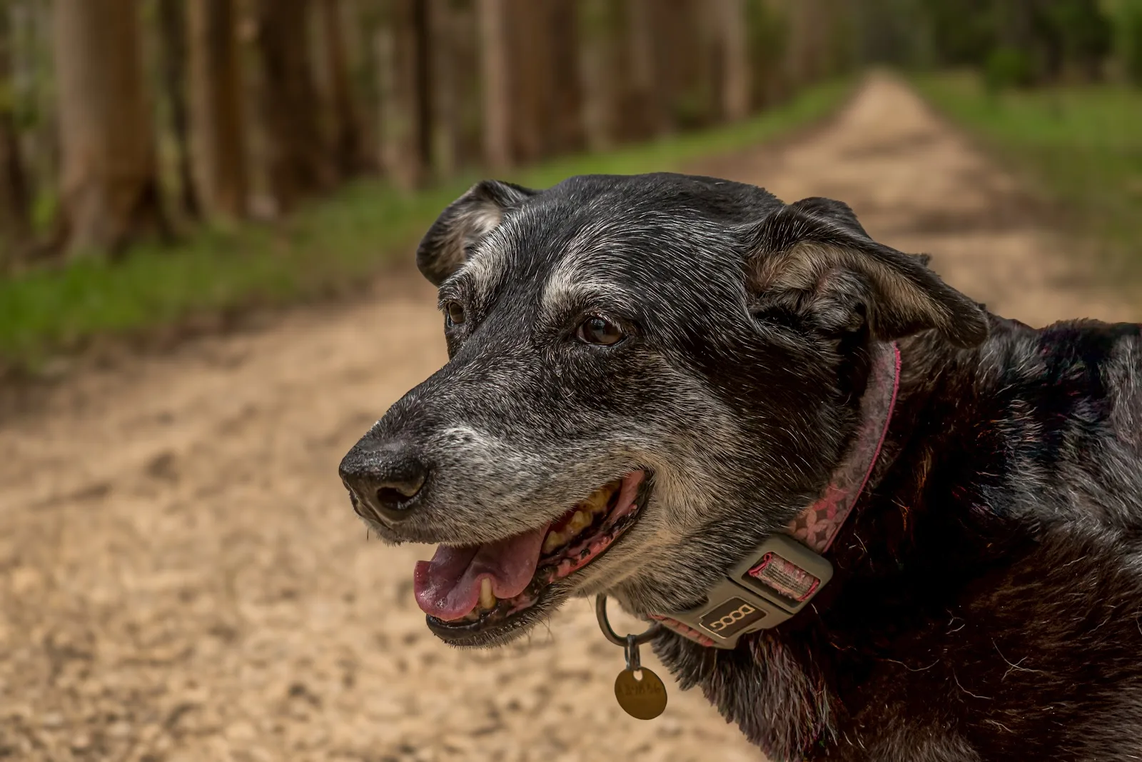 Animal Welfare League SA - Edinburgh North