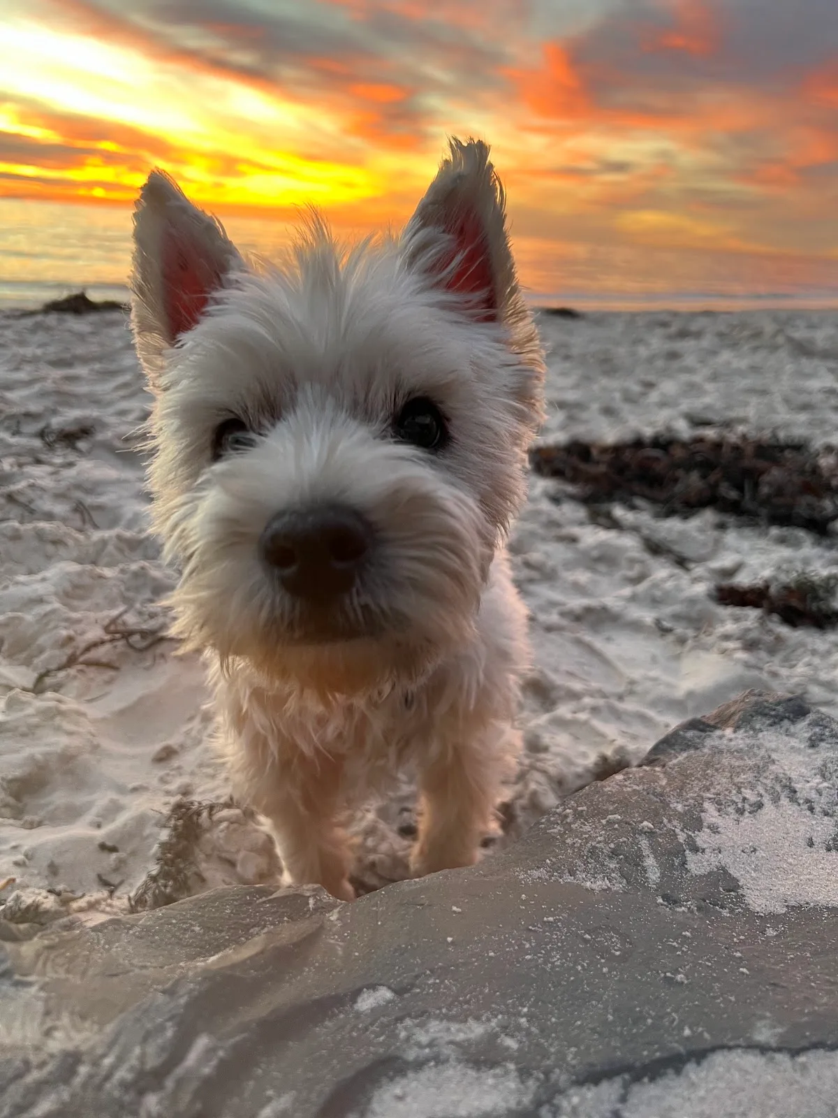 Animal Welfare League SA - Edinburgh North