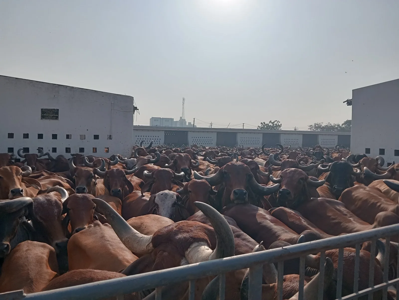 Jay Sardar Gau Seva Samaj Trust
