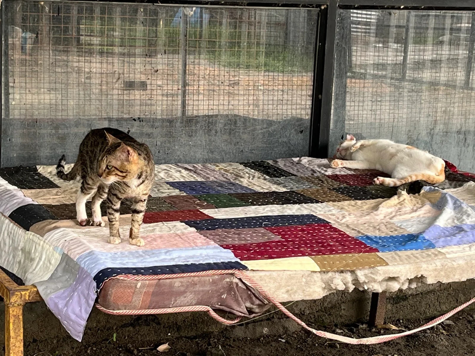 Pyaar Foundation Animal welfare NGO & shelter chandrapur