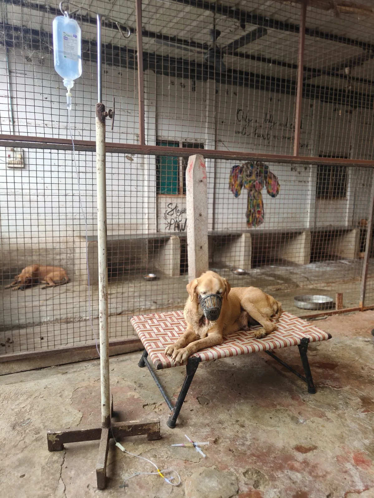 Pyaar Foundation Animal welfare NGO & shelter chandrapur