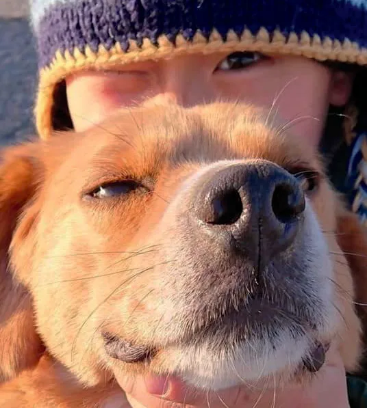 Animal Welfare Japan (AWJ)