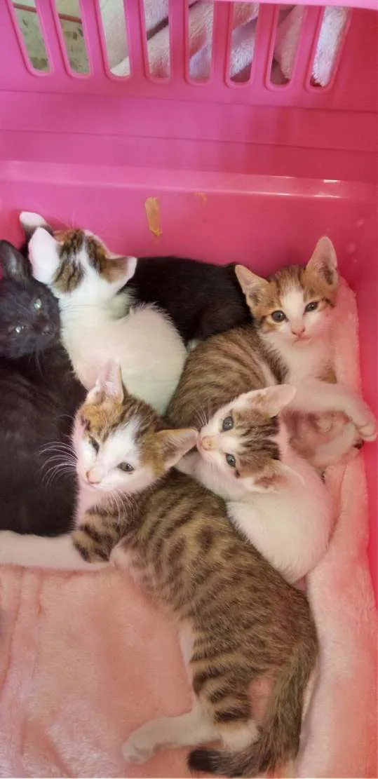 Animal Welfare Japan (AWJ)