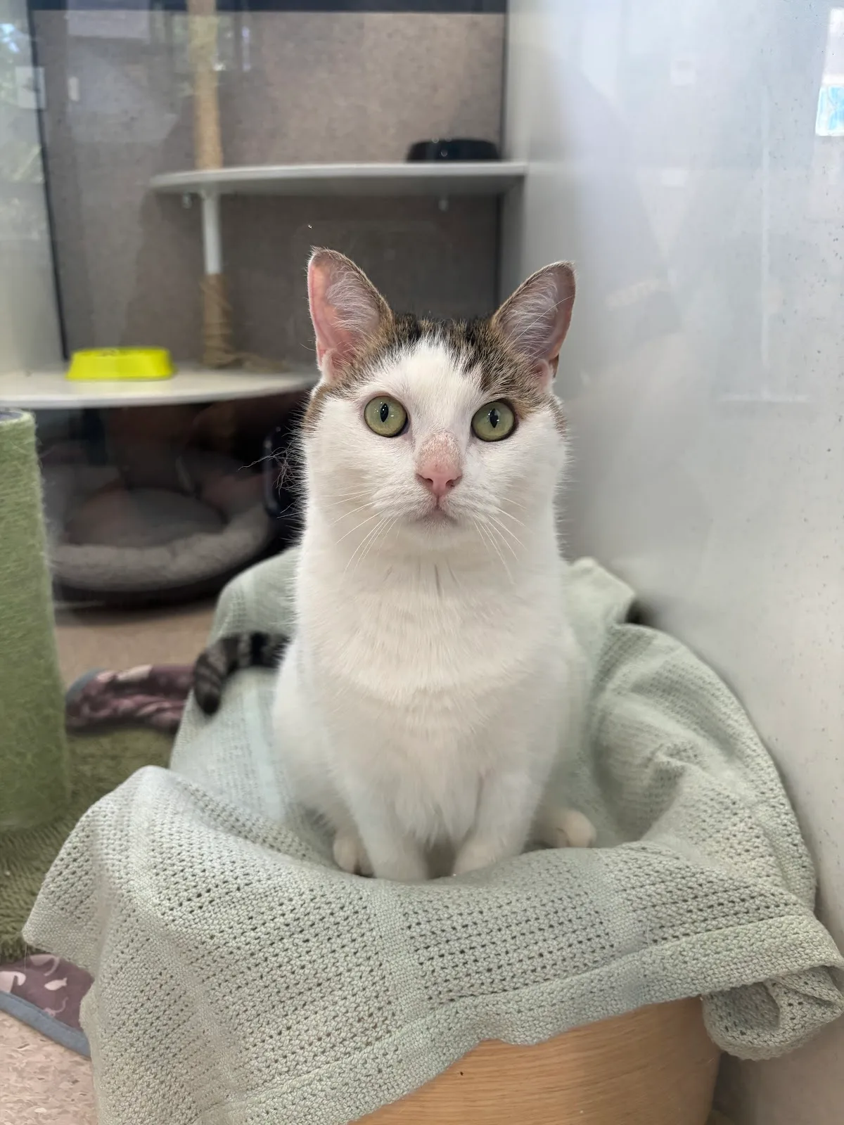Animal Welfare League NSW